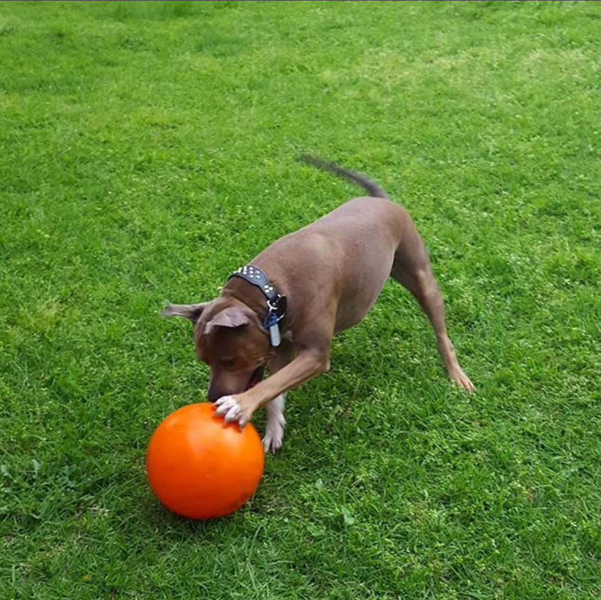 Staffy Ball - Aussie Dog