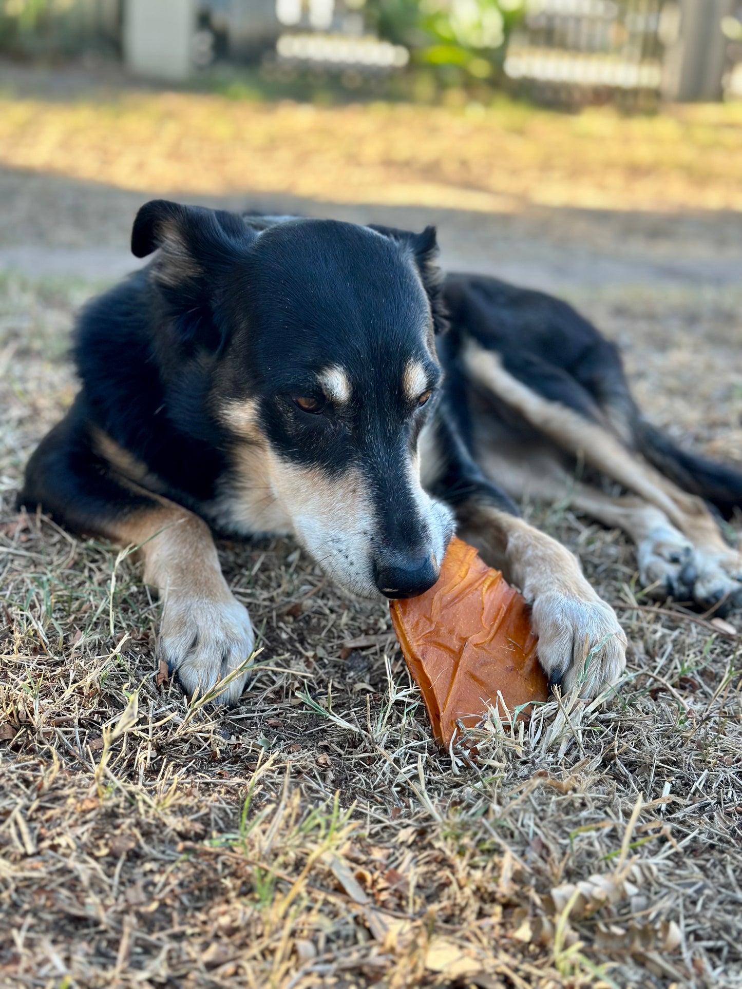 Not Pigs Ears