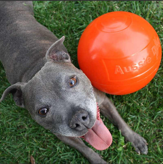 Staffy Ball - Aussie Dog