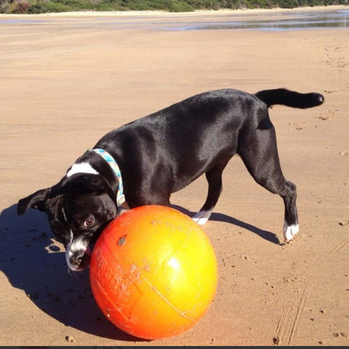 Staffy Ball - Aussie Dog