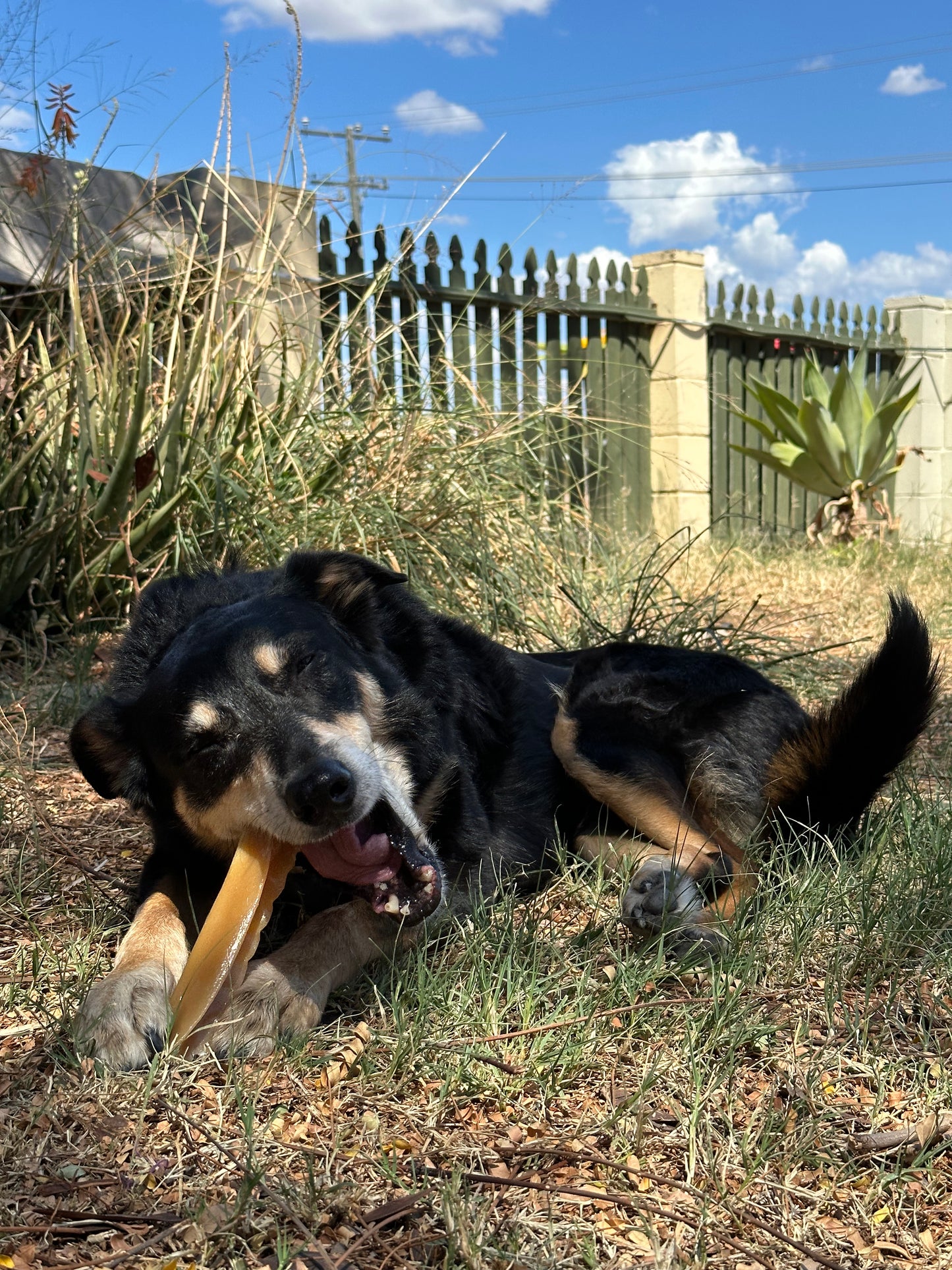 Bone Marrow Chews