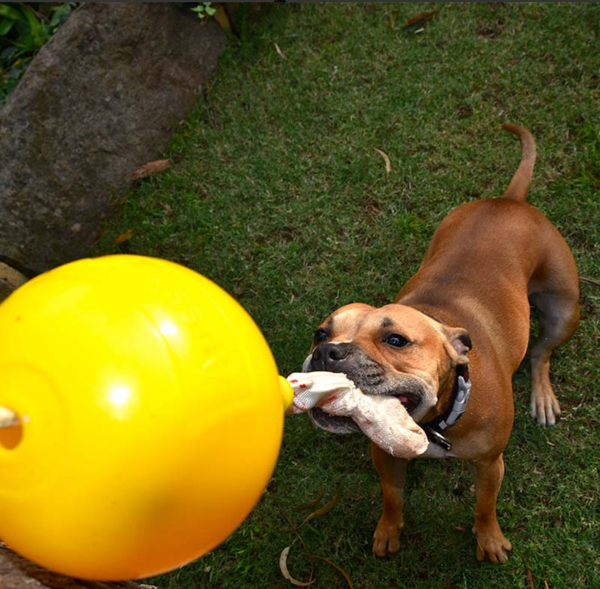 Home Alone Tug Toy