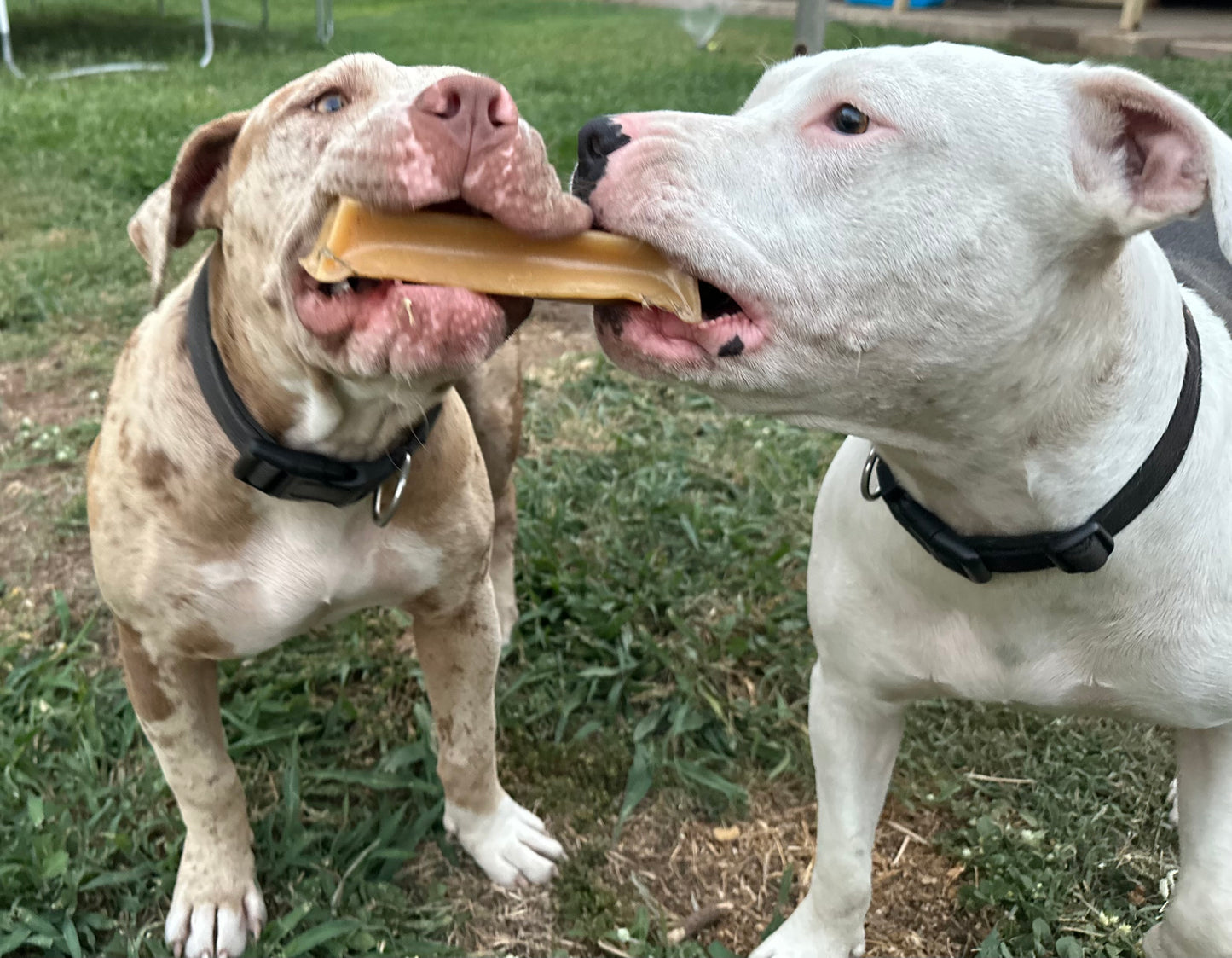 Bone Marrow Chews