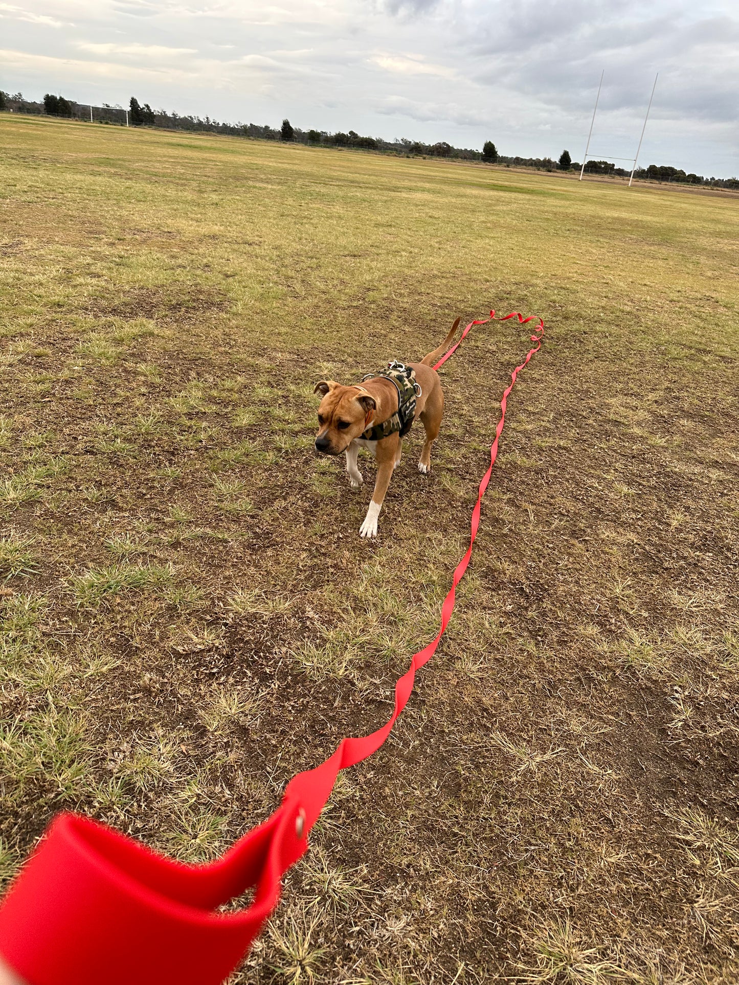 10m Biothane Long Lead